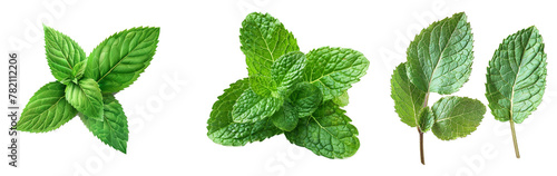 Mint leaves