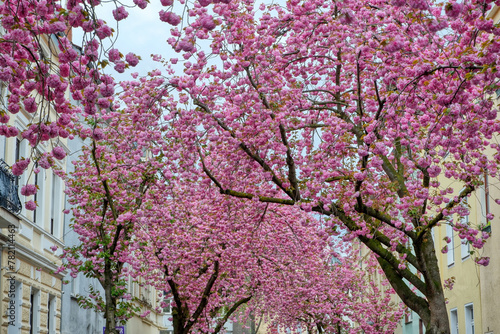 Kirschblüte in einer Straße in Bonn