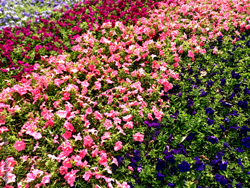 Colorful mixed petunias in decorative garden, bright pink and purple colors, close-up, floral wallpaper background, petunias in bloom photo
