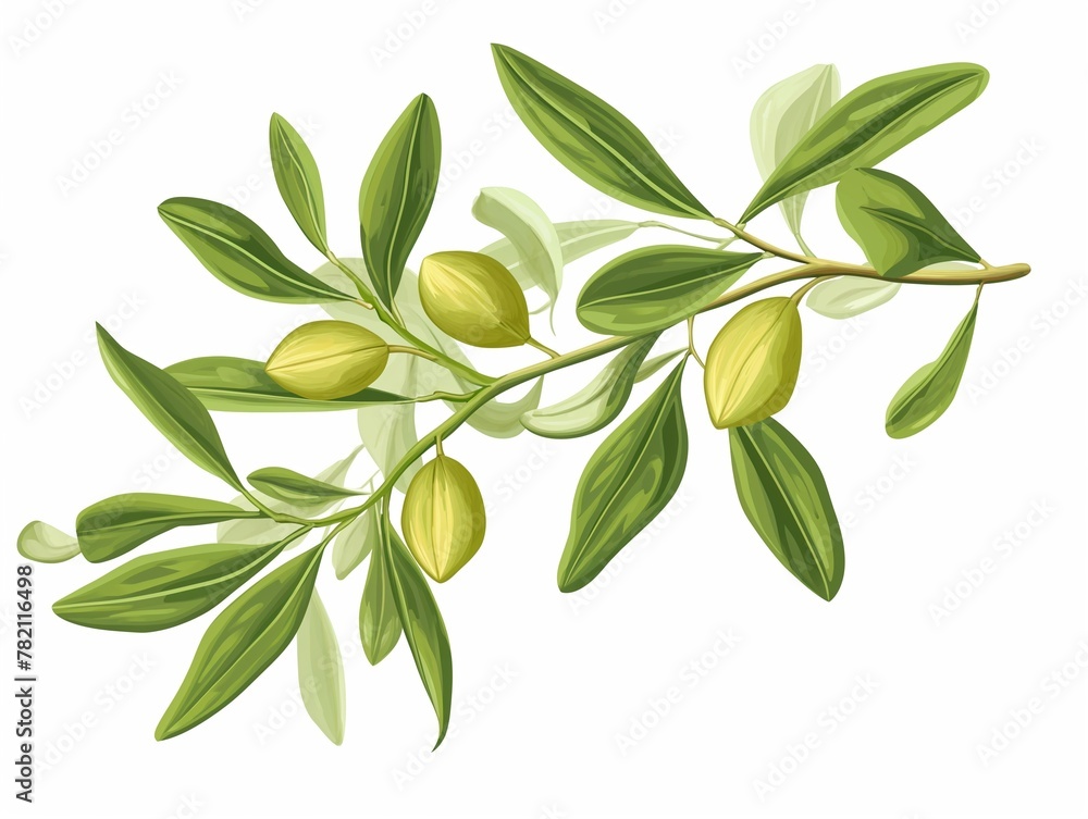 Jojoba plant with seeds isolated on white background
