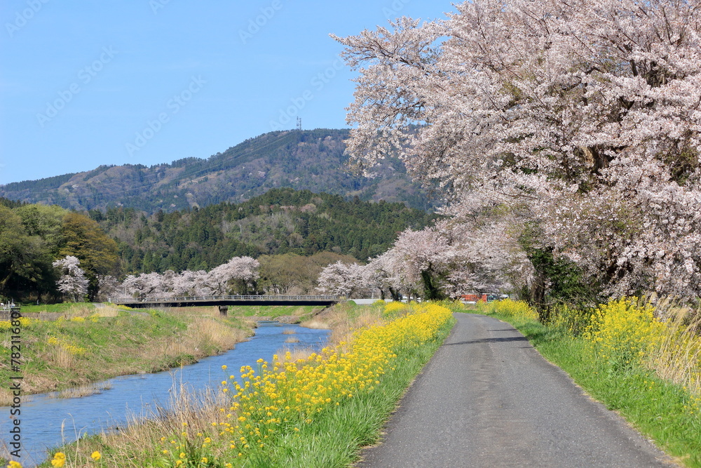 Fototapeta premium 余呉川沿いの桜と菜の花