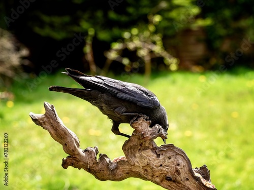 Jackdaw Perched on a Log
