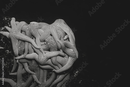 Photography Sea stars