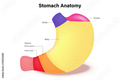 The anatomy of the human stomach vector. Digestive Organ. Internal organ. Fundus, Cardia, Body and Pylorus. photo