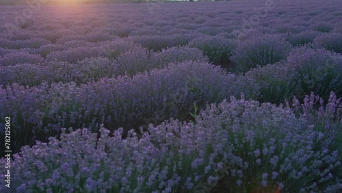 Lilac bush in Azerbaijan filmed on the sunset photo