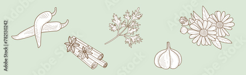 Hand Drawn Culinary Herbs and Spices Sketch Vector Set