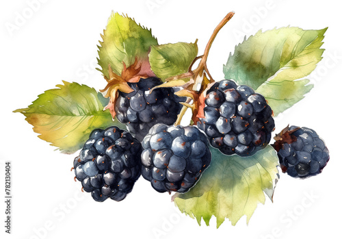 Illustration watercolor of Fresh blackberries and raspberries with green leaves, on transparent background with png file. Cut out background.