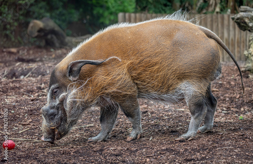 Paris, France - 04 06 2024: The menagerie, the zoo of the plant garden. View of a red river hog eating.