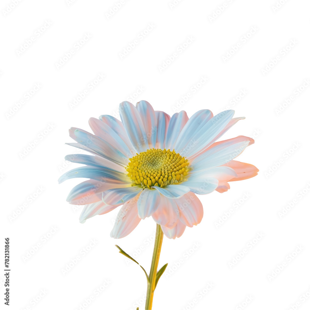 A single flower in a vase on a transparent A single flower in a vase on a transparent