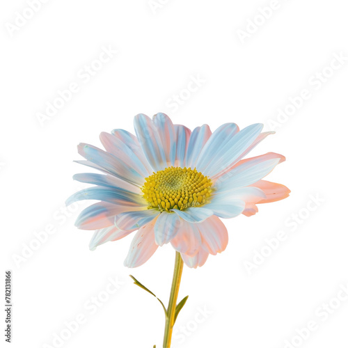 A single flower in a vase on a transparent