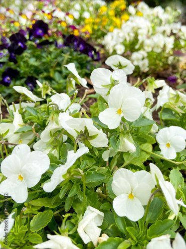 Multicolored Viola or pansy flowers in flower bed.Ornamental garden plants  park and landscape design concept. Selective focus.