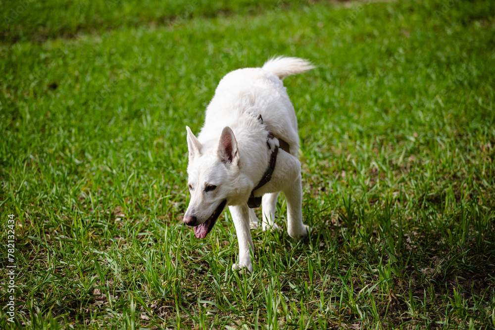 White Swiss shepherd dog plays in the field on a farm White Swiss shepherd dog plays in the field on a farm