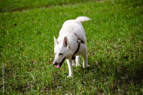 White Swiss shepherd dog plays in the field on a farm