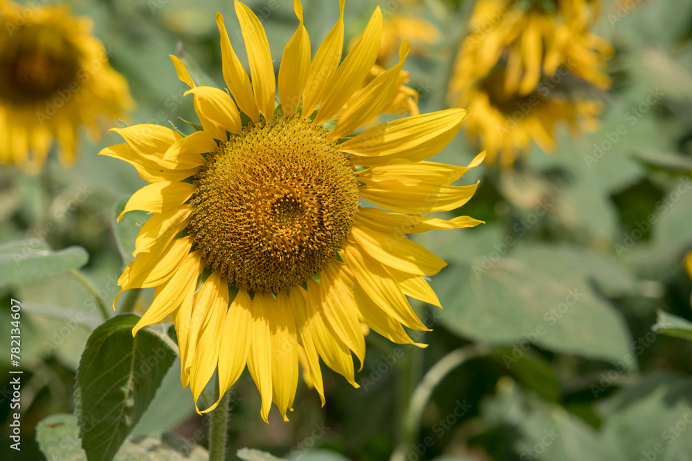 Close-up of a sunflower growing in a field of sunflowers during a nice sunny summer day with some clouds. Close-up of a sunflower growing in a field of sunflowers during a nice sunny summer day with some clouds.