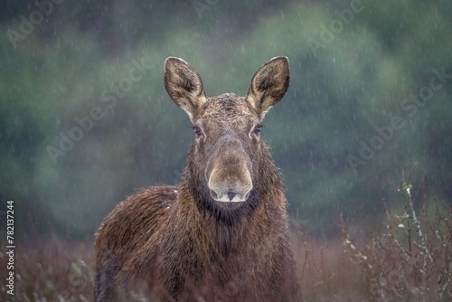 Moose in the winter forest in the morning