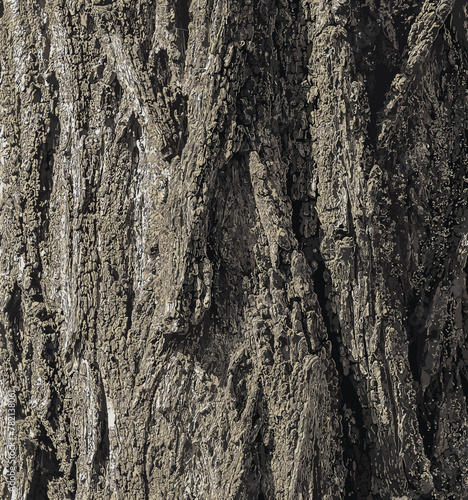 Vector illustration of a tree bark texture with longitudinal deep cracks. Robinia pseudoacacia bark background.
