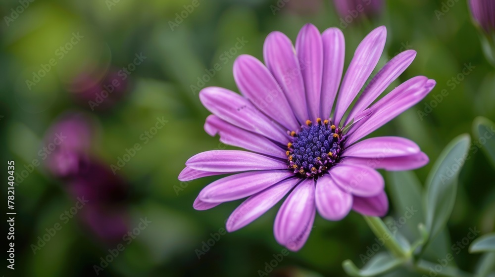 Purple flower close-up with green background Purple flower close-up with green background