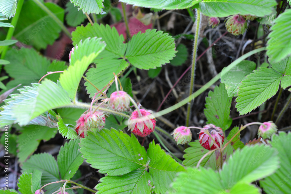 a bush with strawberries on the forest lawn a bush with strawberries on the forest lawn