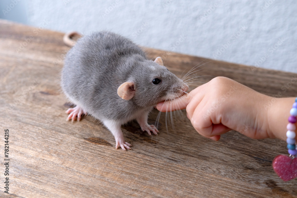 close up positive child playing with Funny gray decorative domestic Fancy rat, Rattus norvegicus domestica, concept care and maintenance, Animal-Assisted Therapy close up positive child playing with Funny gray decorative domestic Fancy rat, Rattus norvegicus domestica, concept care and maintenance, Animal-Assisted Therapy