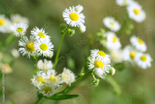 Daisies, Matricaria Chamomilla in meadow, beautiful summer landscape, blossoming camellias natural background with green summer field, environmental protection © kittyfly