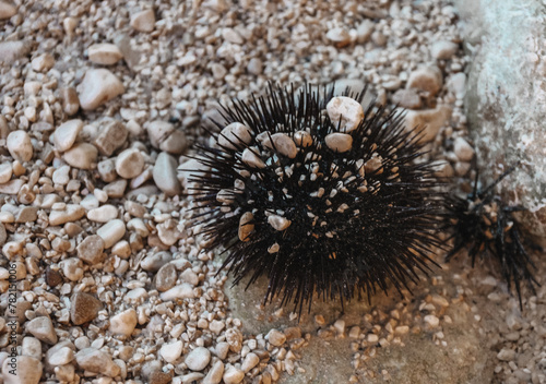 sea ​​urchin on a Croatian rocky beach © Monika