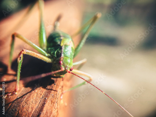 grasshopper sitting on a wooden balustrade © Monika