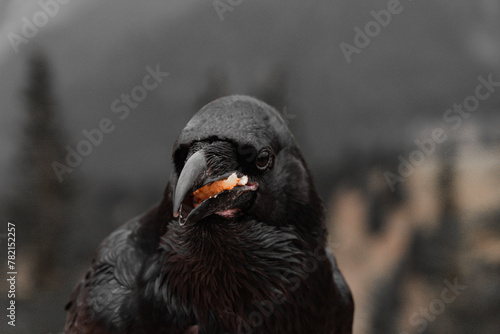a black crow eating an apple © Monika
