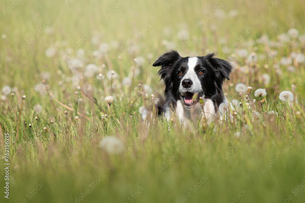 Border Collie dog portrait in the dandelion field