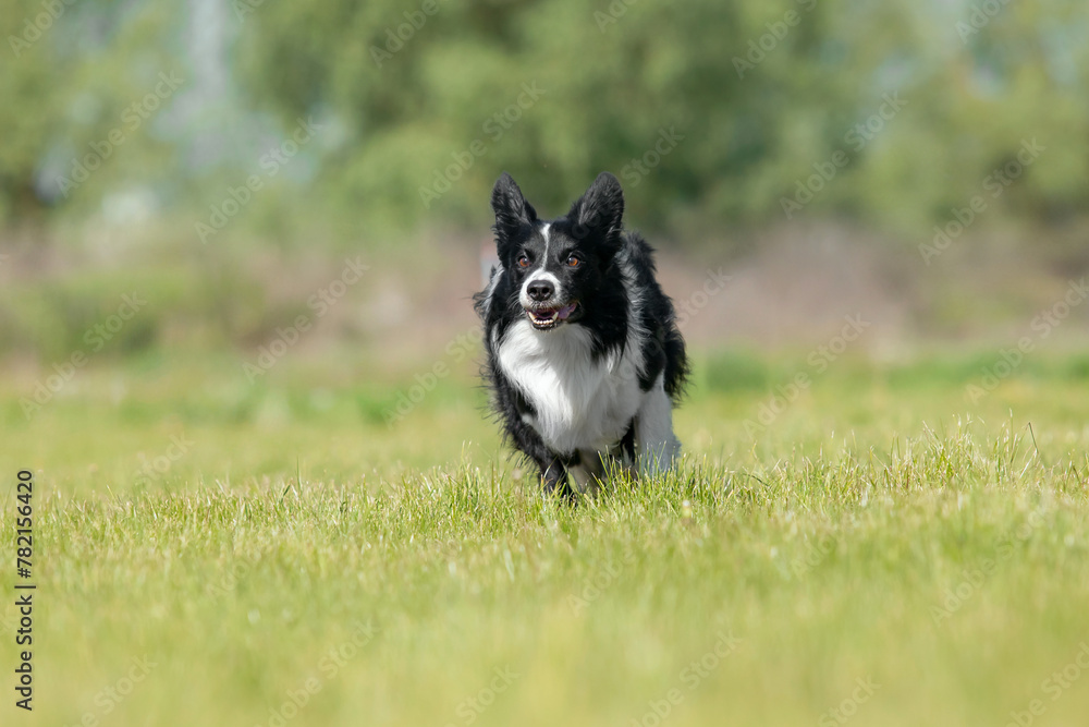 Border Collie dog running on the green grass. Active dog.