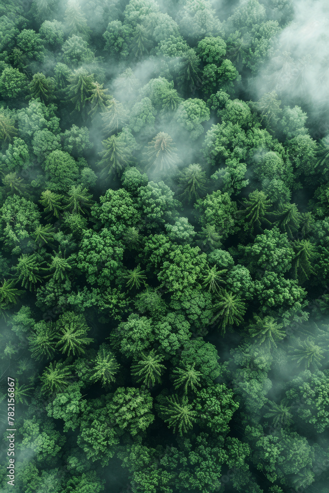 Misty Green Forest Canopy from Aerial Perspective Misty Green Forest Canopy from Aerial Perspective