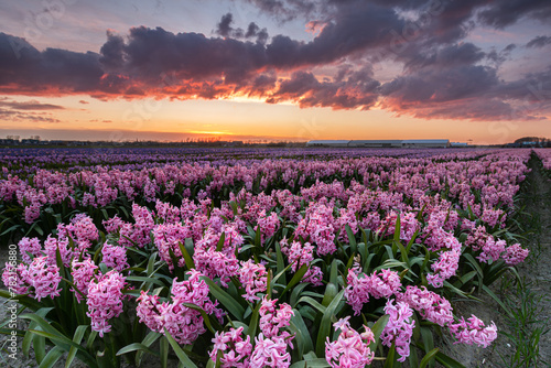 Pink hyacinths in bloom under a colorful sky during sunset. Spring has arrived, which means much of the North Holland peninsula is colored by blooming bulb fields. First up are the hyacinths. photo