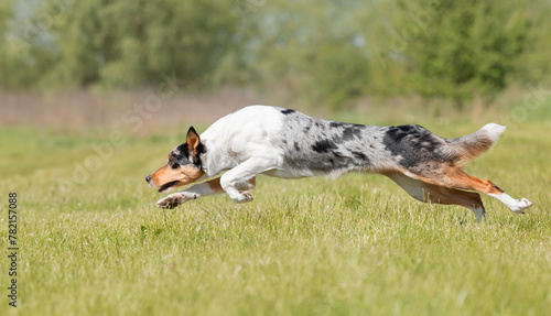 Fototapeta Naklejka Na Ścianę i Meble -  Border Collie dog running on the green grass