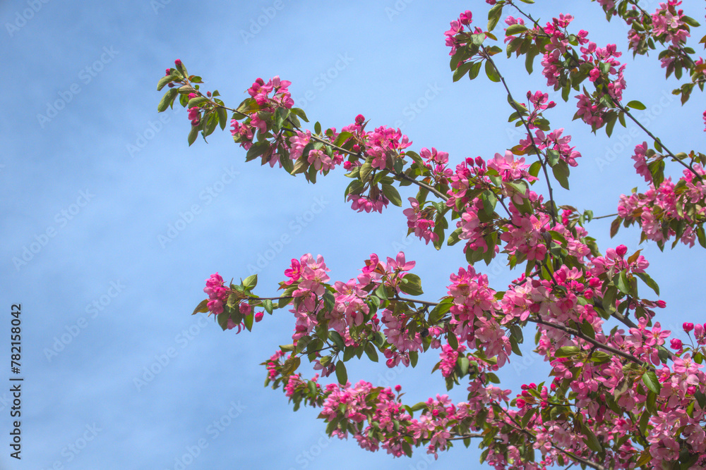 Flowering branches of sakura apple tree, blooming pink flowers close up in sun light during warm spring with blue sky on background