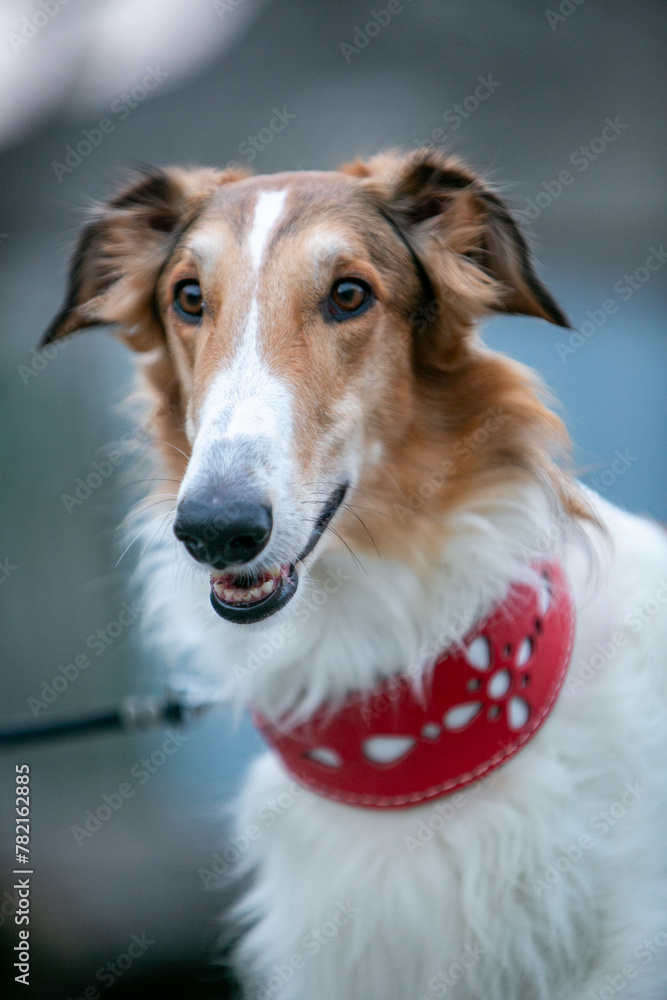 Fototapeta premium Borzoi dog in a red collar