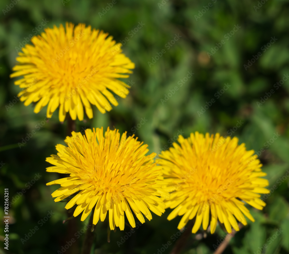 Dandelion is considered more of a weed, but rather it is an important medicinal plant. Dandelion is considered more of a weed, but rather it is an important medicinal plant.