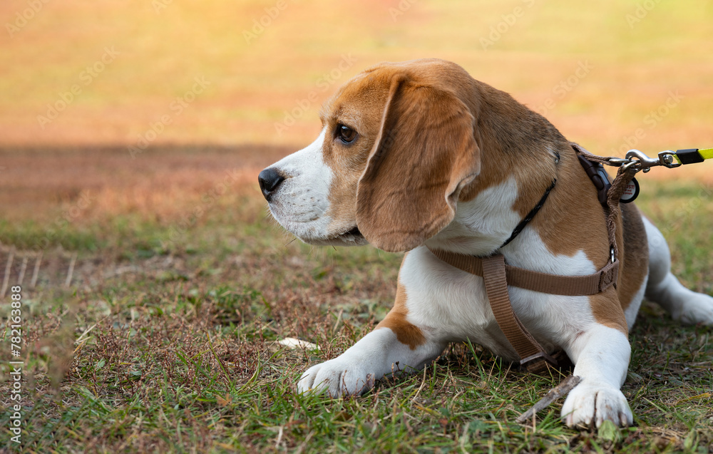 Cute beagle puppy running on grass Cute beagle puppy running on grass