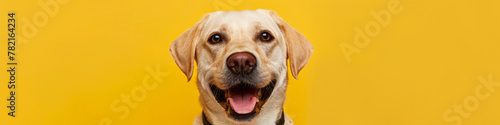 Smiling Labrador Retriever Against Bright Yellow Background
