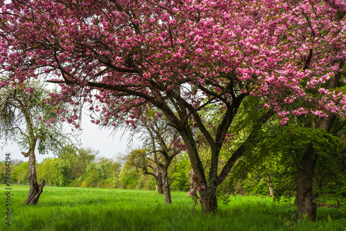 Blooming tree Prunus serrulata Kanzan on a green meadow in springtime  - large pink blossoms