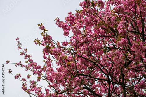 Blloming tree Prunus serrulata Kanzan against the sky in springtime  - large pink blossoms