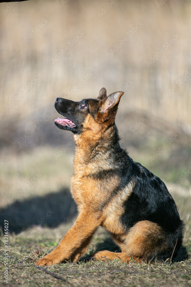 german shepherd dog sitting