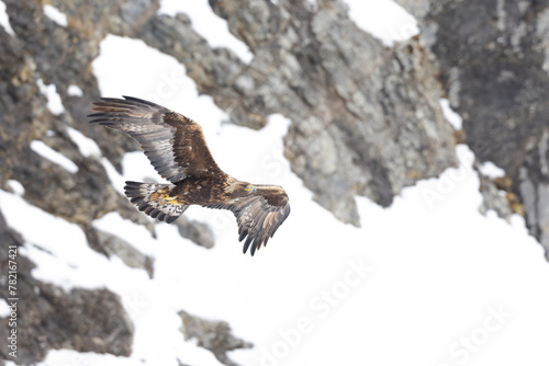 Golden eagle soaring with snow and mountain rocks in the background.