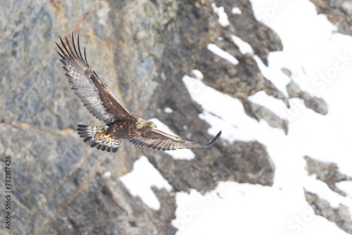 Golden eagle soaring with snow and mountain rocks in the background.