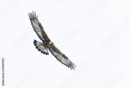 Golden eagle soaring with white sky in the background.