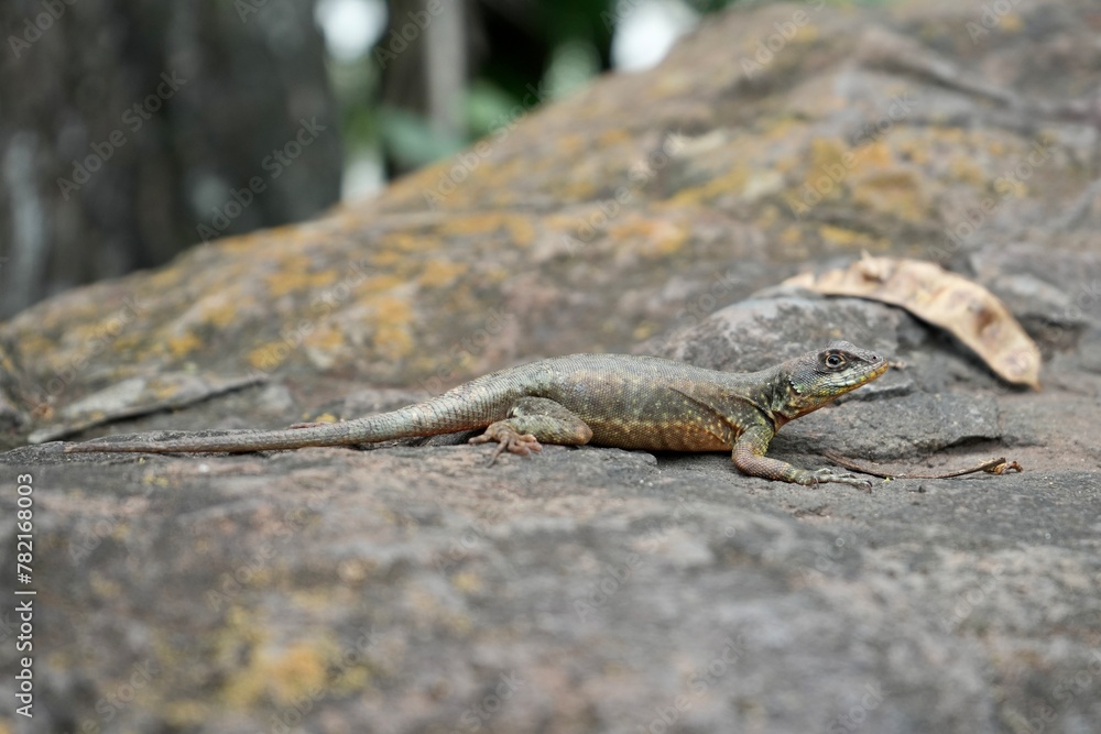 Tropidurus Lizard on a rock close to the Iguaziu falls in Brasil. Tropidurus Lizard on a rock close to the Iguaziu falls in Brasil.