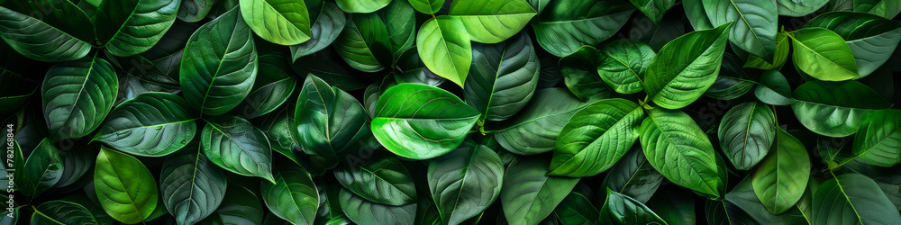 Lush Green Foliage Background with Vibrant Tropical Leaves Lush Green Foliage Background with Vibrant Tropical Leaves