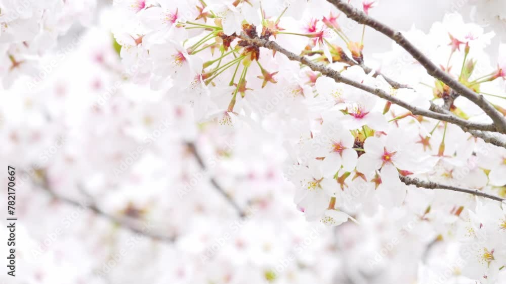 Spring cherry blossoms bloom with white flowers Spring cherry blossoms bloom with white flowers