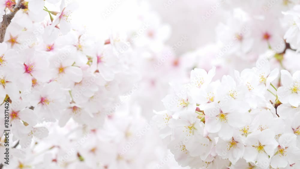 Spring cherry blossoms bloom with white flowers Spring cherry blossoms bloom with white flowers