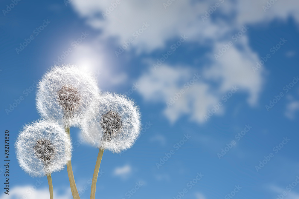 Beautiful puffy dandelions and flying seeds against blue sky on sunny day Beautiful puffy dandelions and flying seeds against blue sky on sunny day