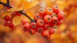 Rowan bush heavy with berries, a sign of a bountiful autumn