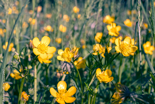 Field of yellow flowers and green grass defocus  in the foreground is a yellow flower.